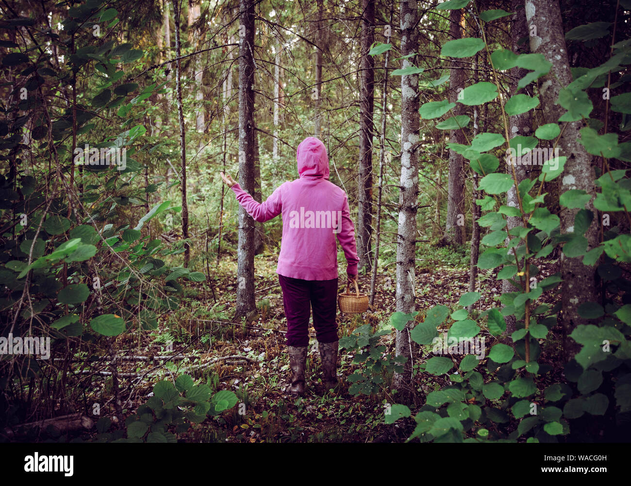 Verwirrt Person ging zum Pilze sammeln und haben sich im Wald verirrt, verwirrt, verängstigt und verwirrt, Nordeuropa. Person verloren in der Natur. Stockfoto