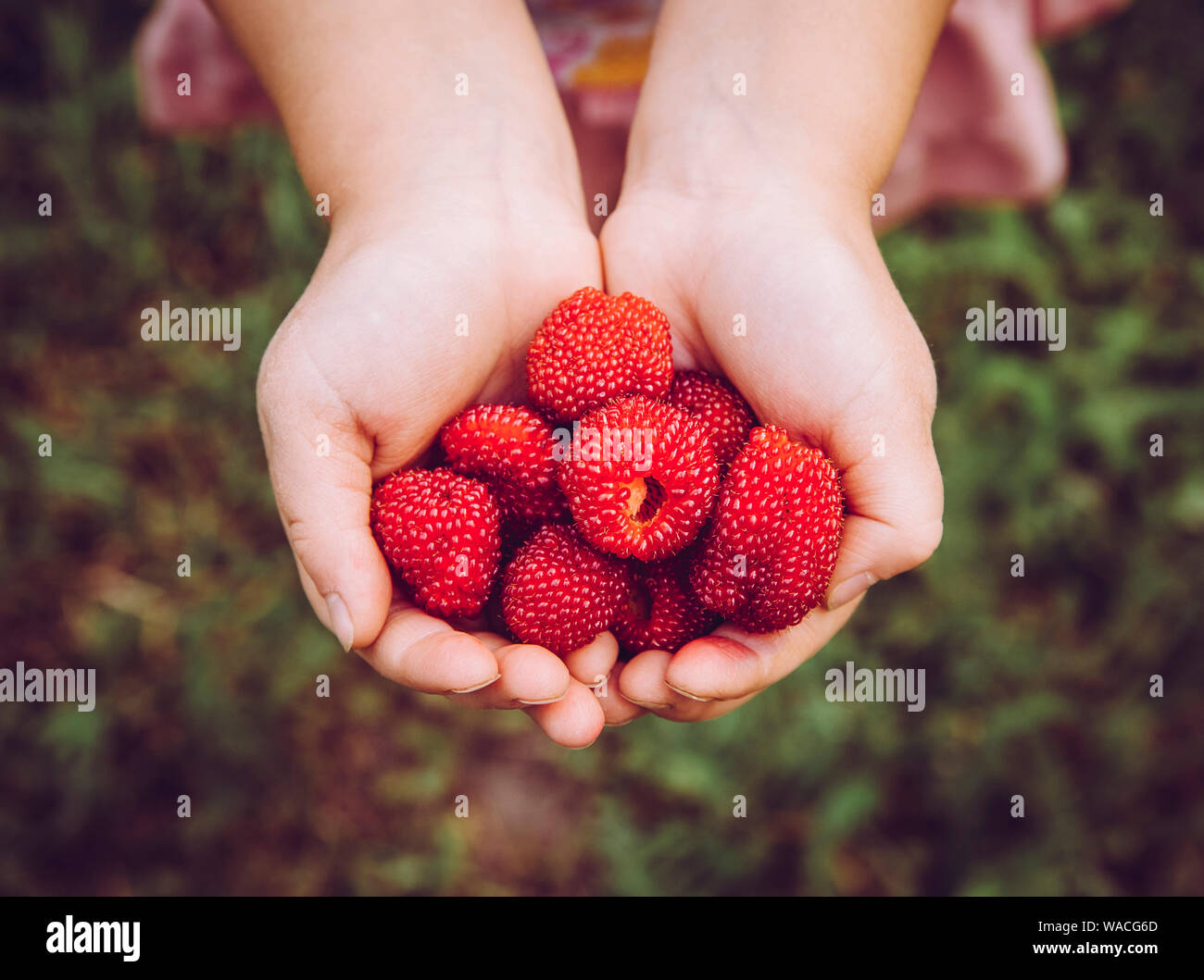 Rubus illecebrosus auch als Ballon Berry und Erdbeere Himbeere bekannt ist lecker essbare Beeren im Haus Garten, Obst sieht aus wie Erdbeere und Ra Stockfoto