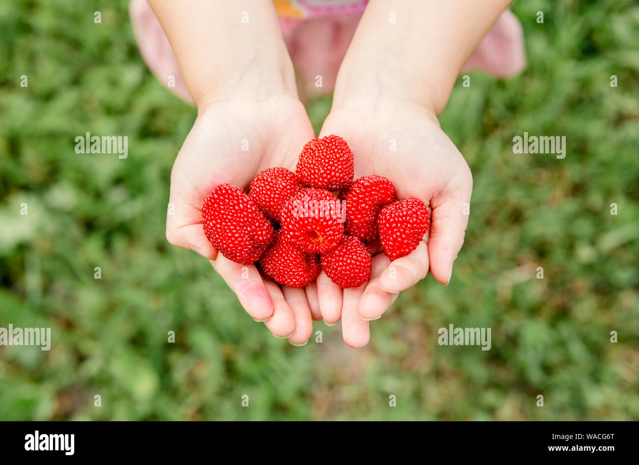 Rubus illecebrosus auch als Ballon Berry und Erdbeere Himbeere bekannt ist lecker essbare Beeren im Haus Garten, Obst sieht aus wie Erdbeere und Ra Stockfoto