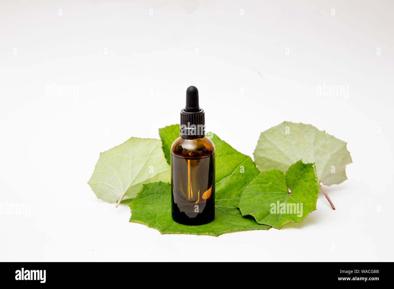 Tussilago farfara (coughwort, Tash Pflanze, Farfara) allgemein als huflattich geglaubt, natürliche Husten zu beheben. Tinktur Flasche mit frische Blätter, Stockfoto