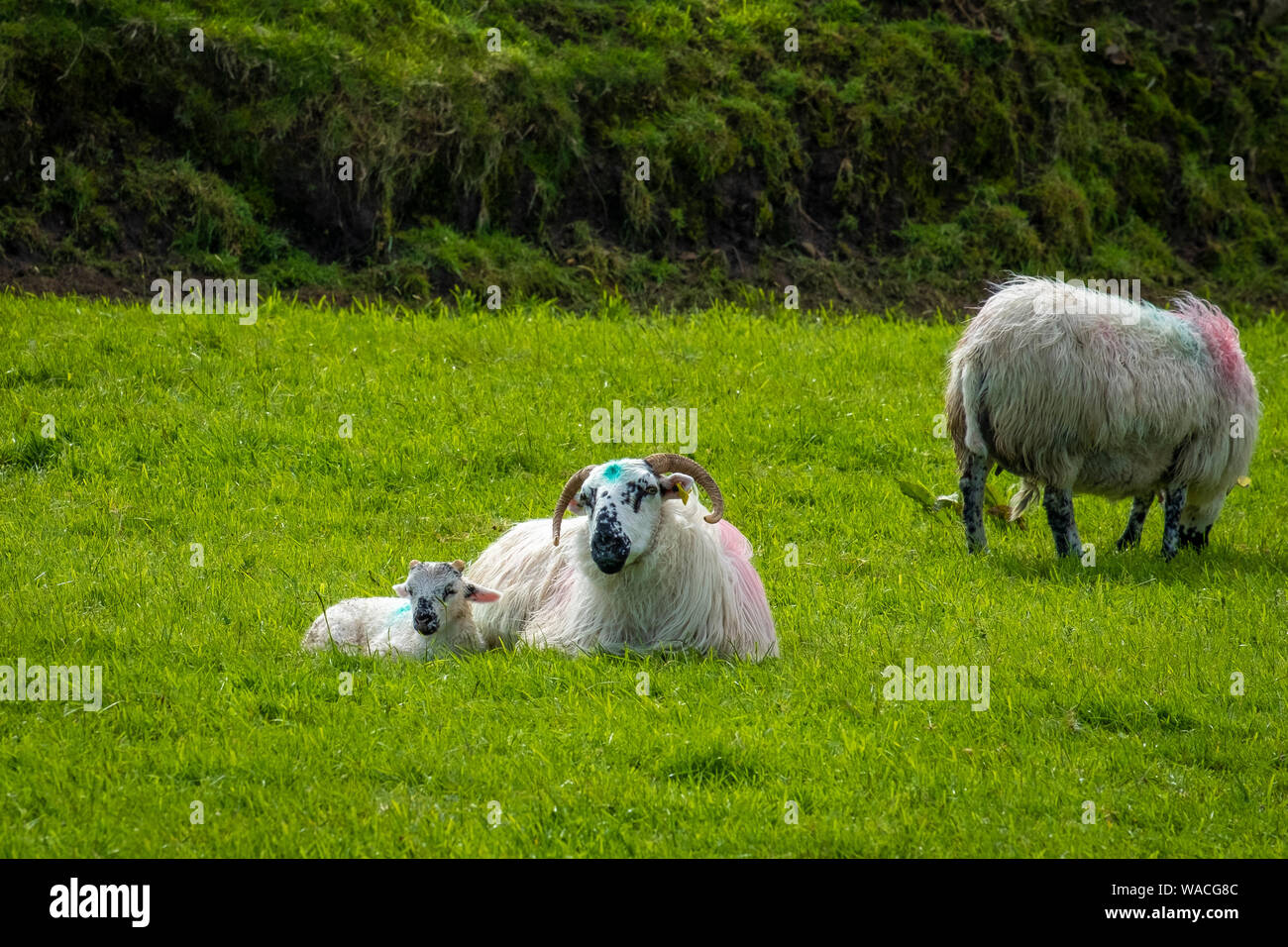 Schafe und Lämmer auf Irlands grüne Felder und an der Atlantikküste Stockfoto