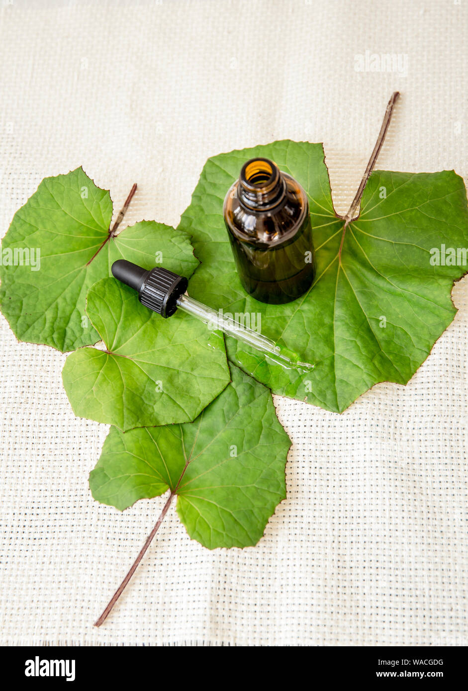 Tussilago farfara (coughwort, Tash Pflanze, Farfara) allgemein als huflattich geglaubt, natürliche Husten zu beheben. Tinktur Flasche mit frische Blätter, Stockfoto