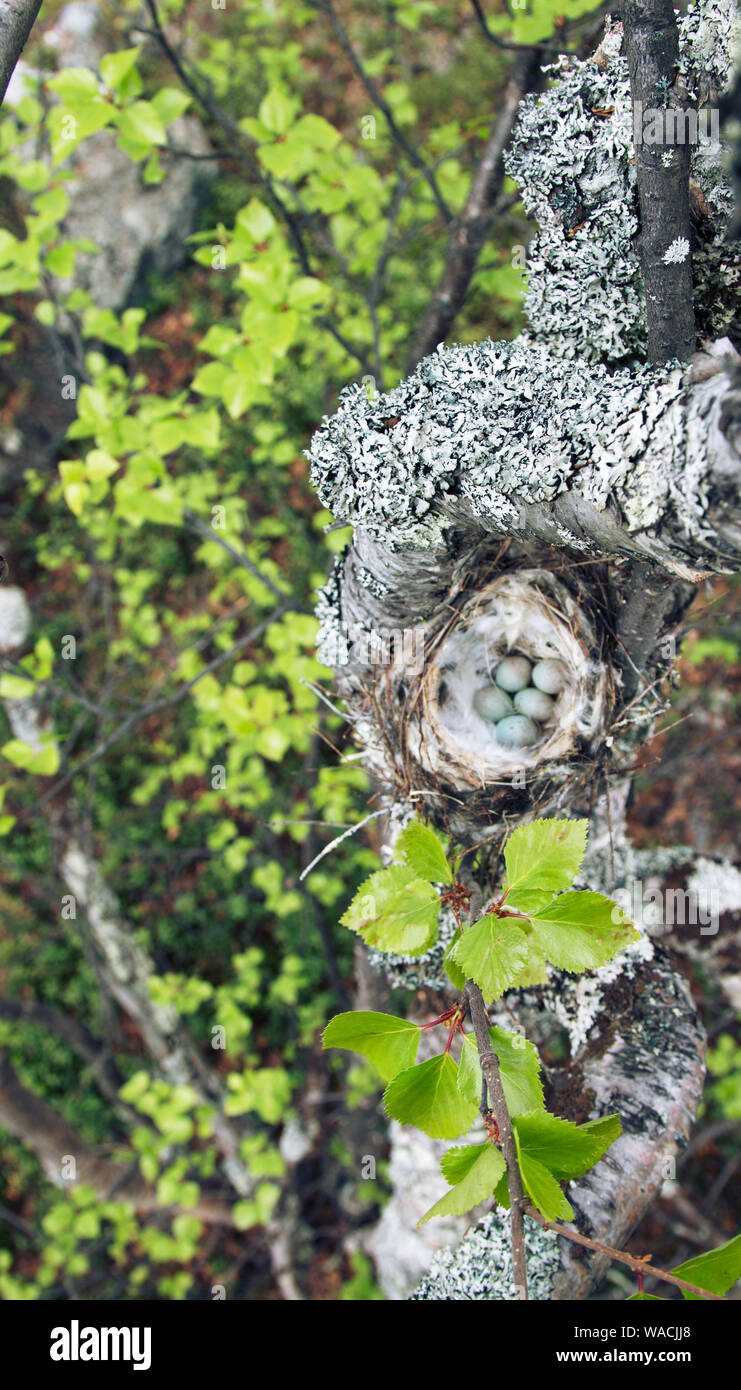 Vögel Nester guide. Gemütliche Arktis redpoll (Acanthis hornemanni) White Nest in Birke unter der Skala flechten. Die Verschachtelung ist hohl mit partrid gefüttert Stockfoto