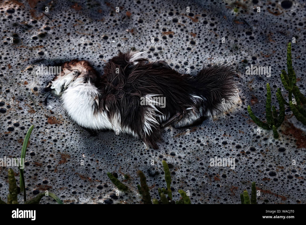 Die entlein, verloren Birdy merganser Enten schwimmen auf Wellen von dichten Schaum. Vielleicht Küken gestorben, weil der Wasserverschmutzung, Vergiftung von Tieren Stockfoto