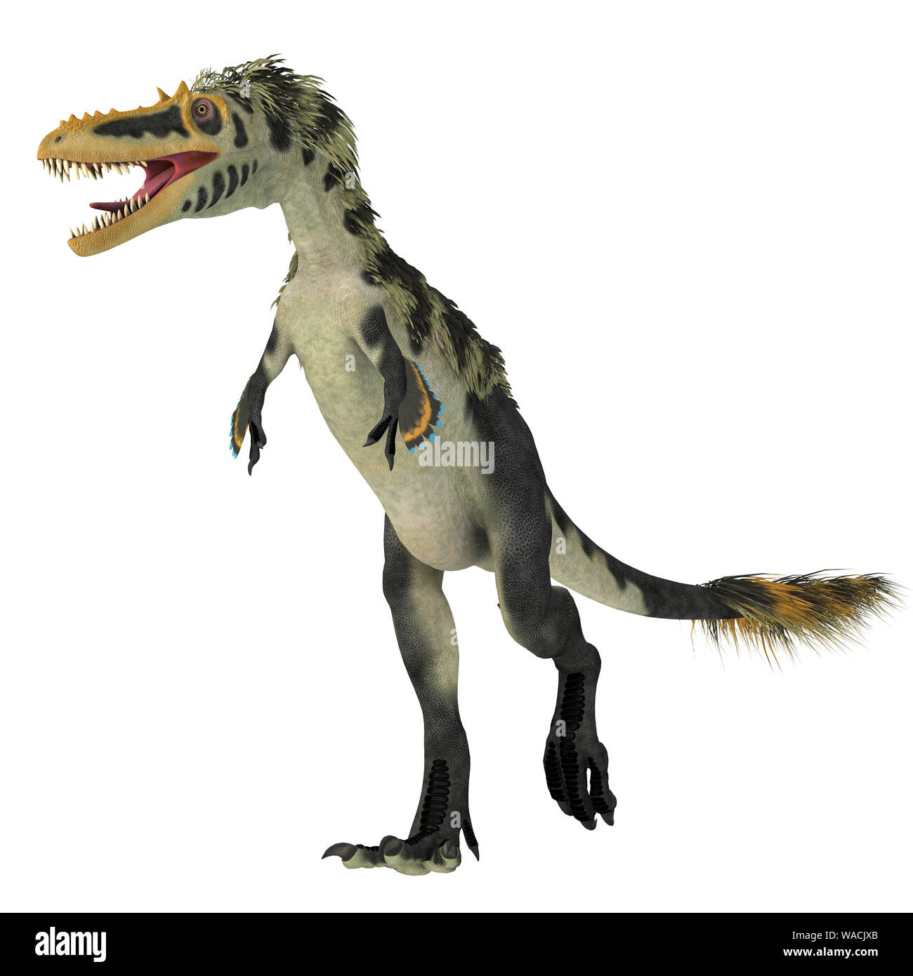 Alioramus Altai war ein theropode fleischfressenden Dinosaurier, die in der Mongolei während der Kreidezeit lebten. Stockfoto