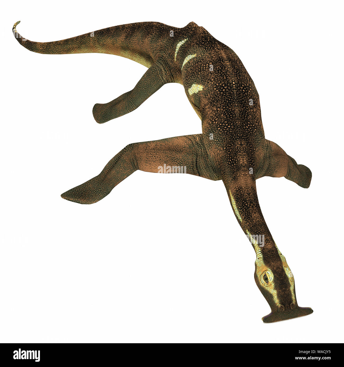 Atopodentatus war ein Pflanzenfresser semi-aquatischen marine Reptil, die in der Trias Meere von China lebte. Stockfoto