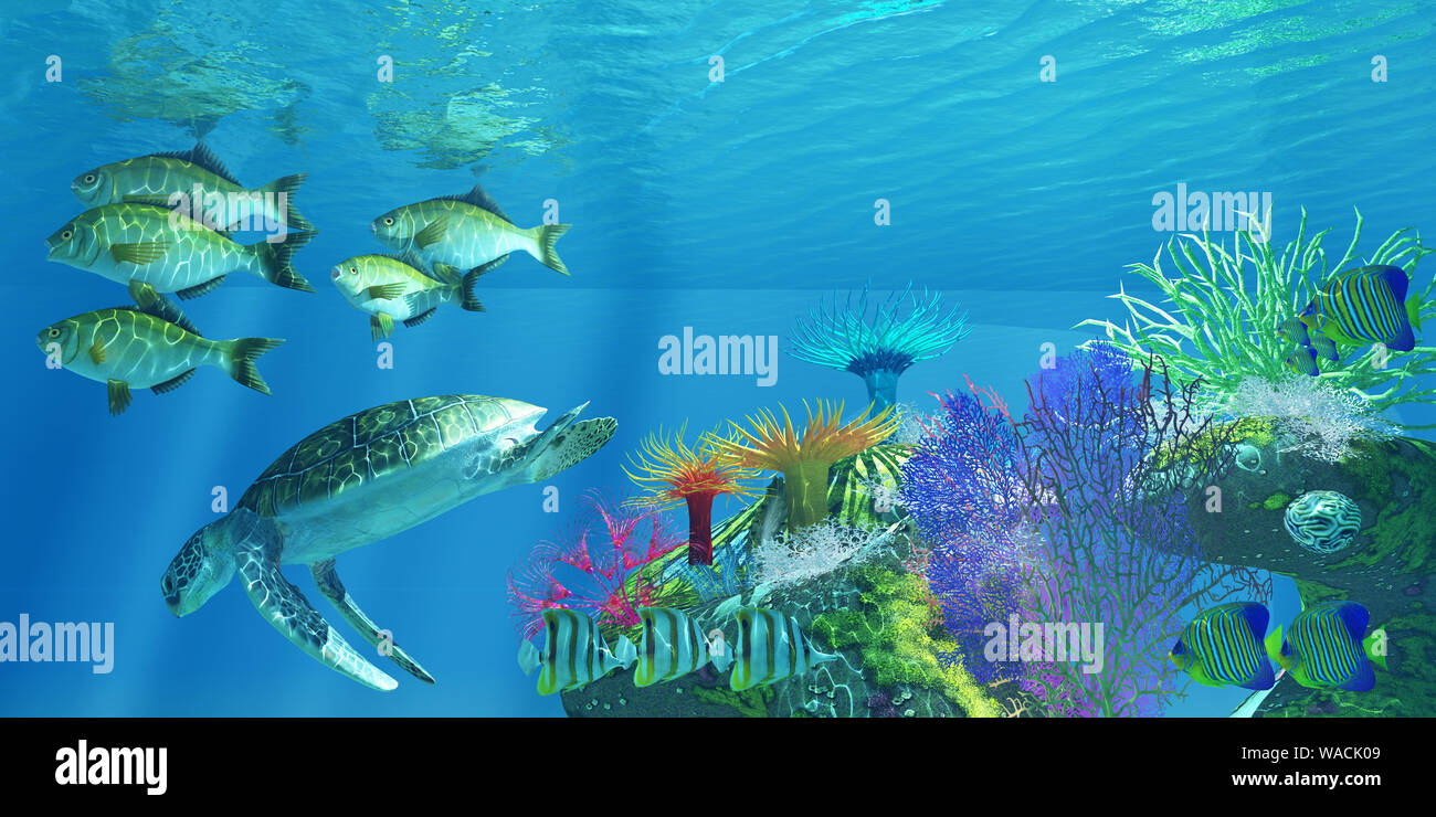 Eine grüne Meeresschildkröte Tauchgänge für tieferes Wasser als Chelmon Falterfische, Rubberlip Seaperch, Regal Angelfish Schwimmen in der Nähe. Stockfoto