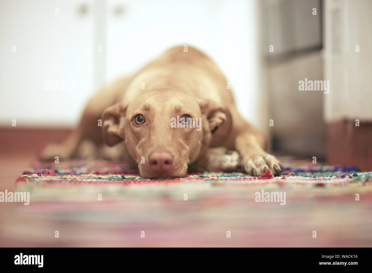 Hund, Haustier, auf dem Boden liegend auf dem Teppich im Flur Stockfoto