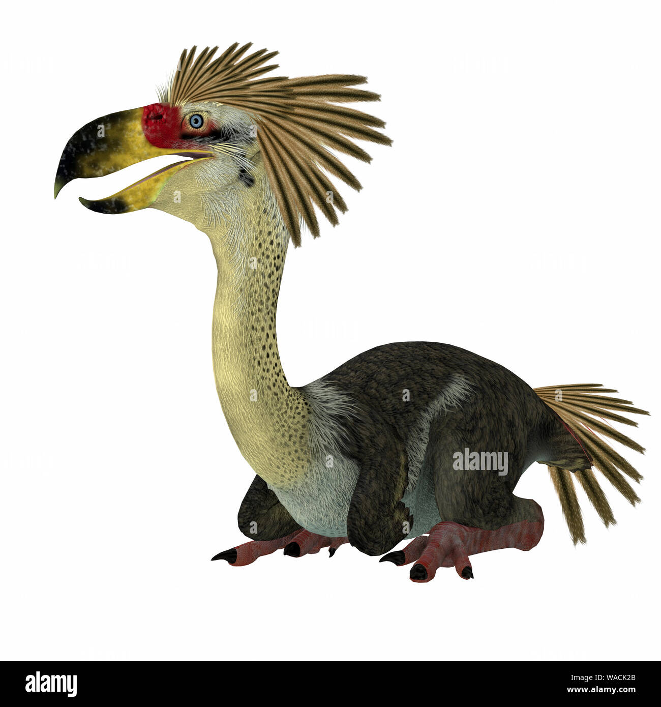 Phorusrhacos war eine flugunfähige fleischfressende Terror Raubvogel, der in Patagonien im Miozän lebte. Stockfoto