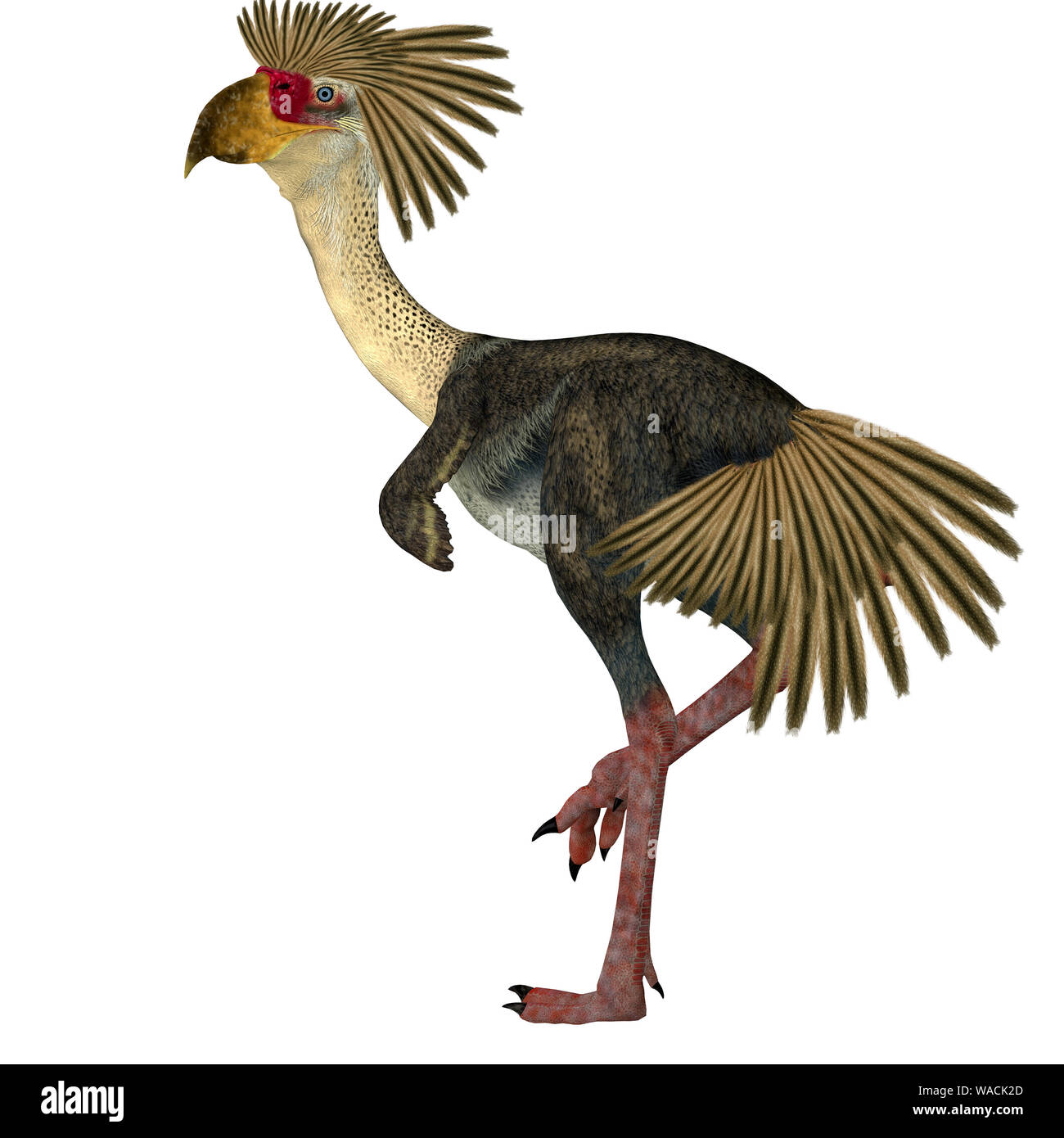 Phorusrhacos war eine flugunfähige fleischfressende Terror Raubvogel, der in Patagonien im Miozän lebte. Stockfoto
