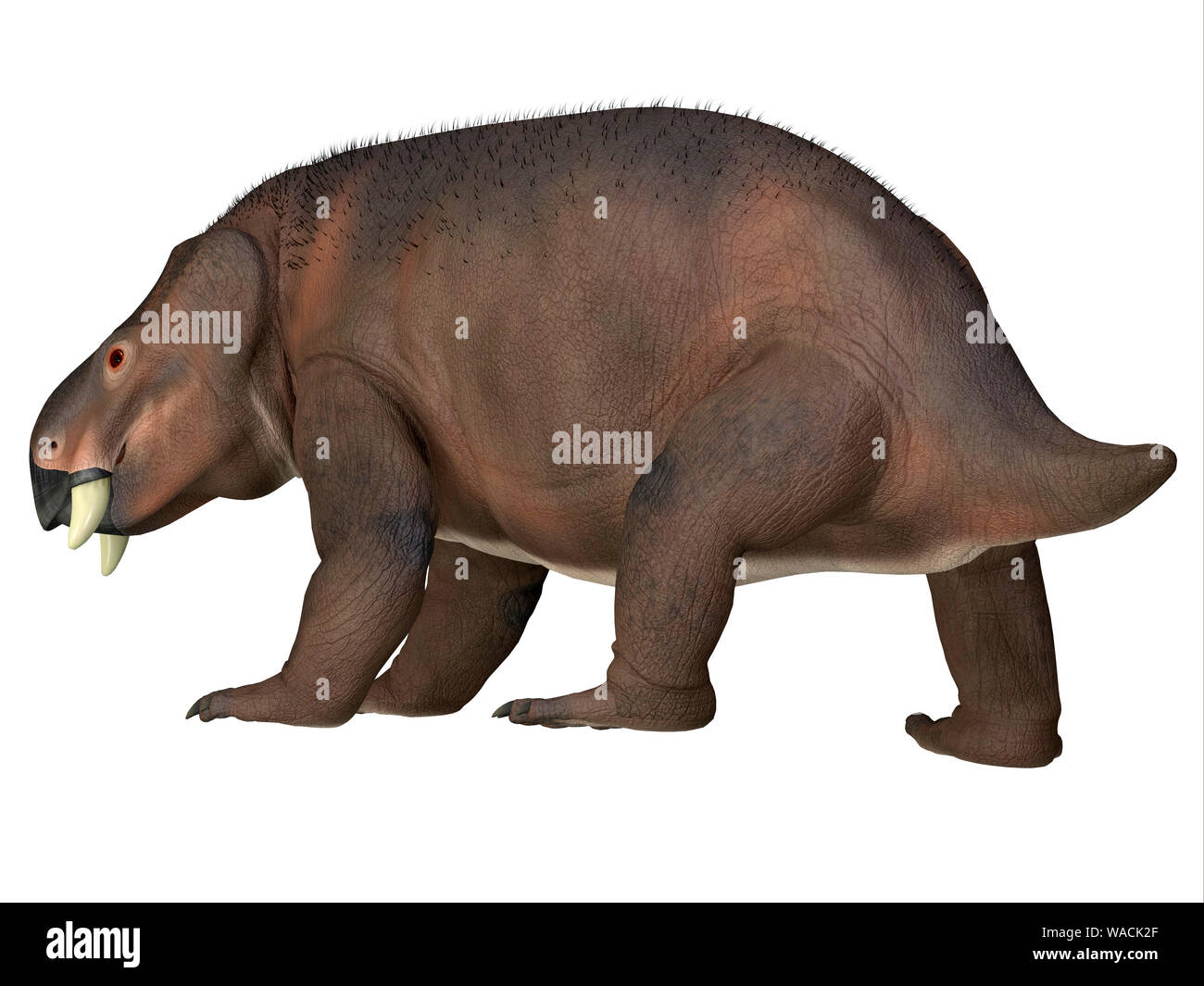 Therapsid Placerias war ein pflanzenfressende Dinosaurier, die in Arizona, USA während der Trias lebte. Stockfoto