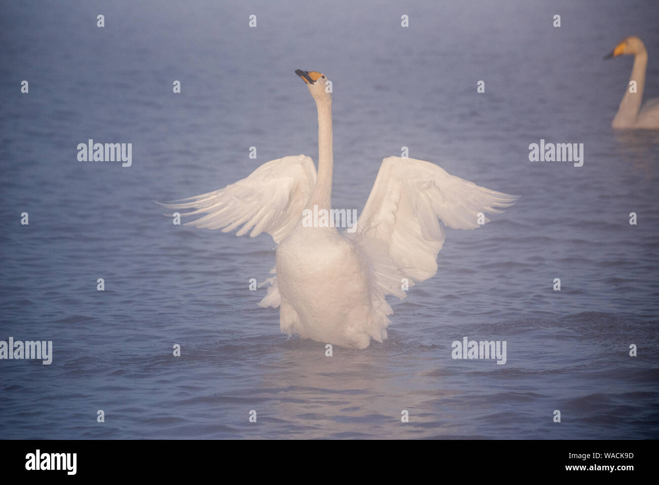 Der Schwan Klappen seine Flügel. Trocknet Flügel und zeigt seine Dominanz. 'Lebedinyj' Swan Nature Reserve, der Urozhaynoye vetloye" See, Dorf, Sovetsky Distric Stockfoto