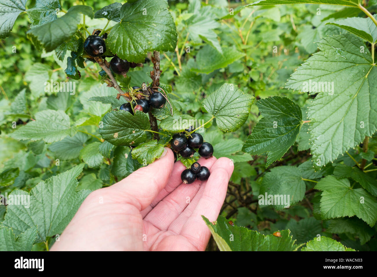 Kommissionierung Schwarze Johannisbeeren (Ribes nigrum) Somerset, England, UK. Stockfoto