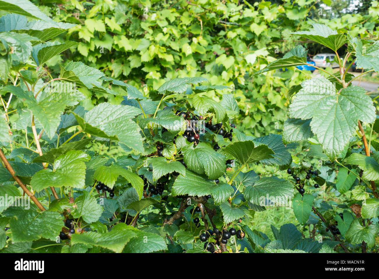 Kultivierte schwarze Johannisbeere in einem englischen Weingut, England, Großbritannien. Stockfoto
