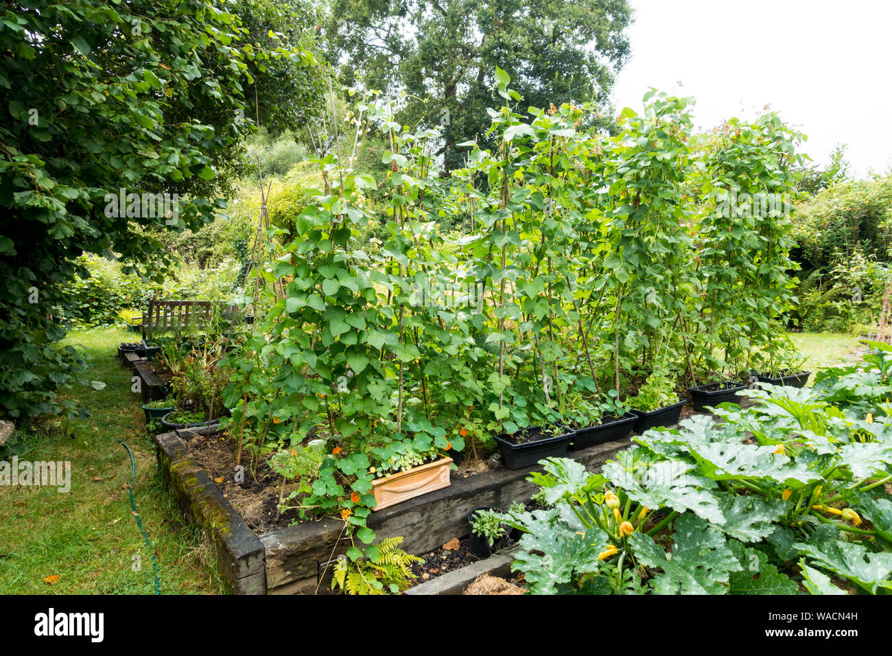 Angehobene Gemüsegarten, England, UK. Stockfoto