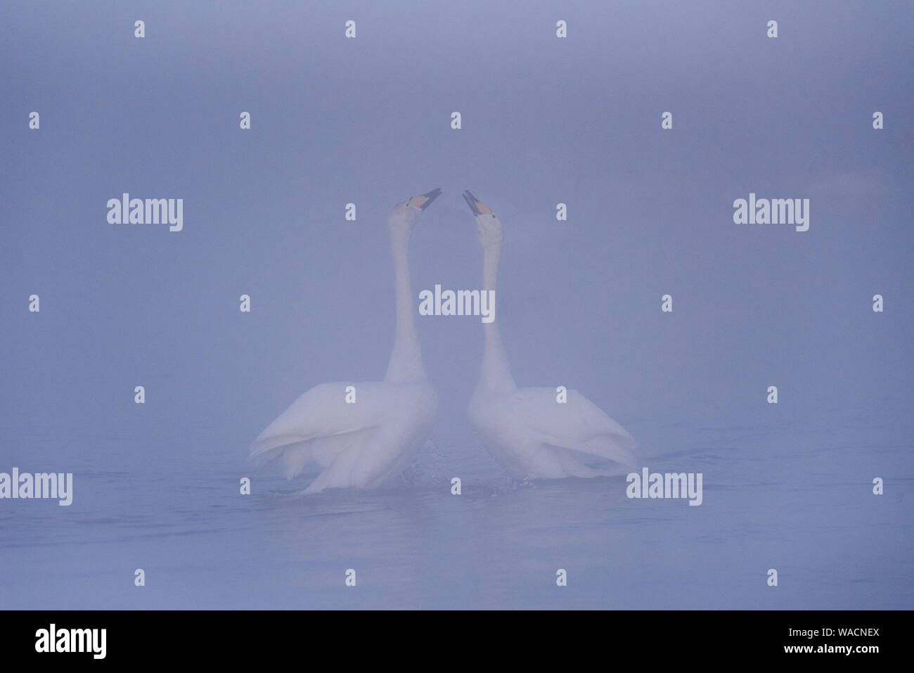 Zwei Schwäne in liebe Schwimmen wunderschön auf einem Winter Lake. 'Lebedinyj' Swan Nature Reserve, der Urozhaynoye vetloye" See, Dorf, Sovetsky Bezirk, Altai r Stockfoto