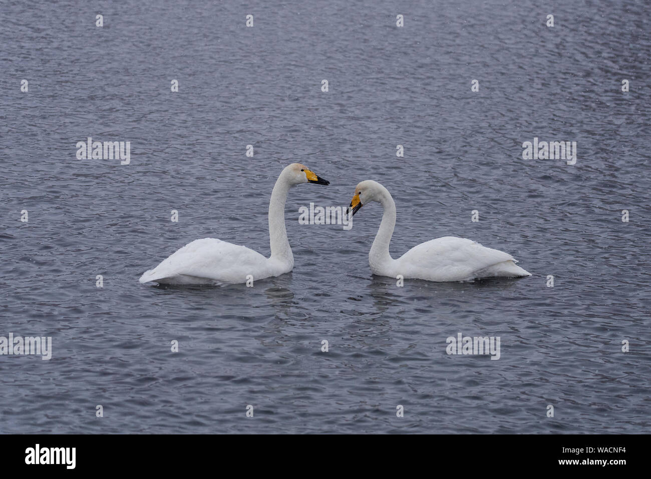 Zwei Schwäne in liebe Schwimmen wunderschön auf einem Winter Lake. 'Lebedinyj' Swan Nature Reserve, der Urozhaynoye vetloye" See, Dorf, Sovetsky Bezirk, Altai r Stockfoto