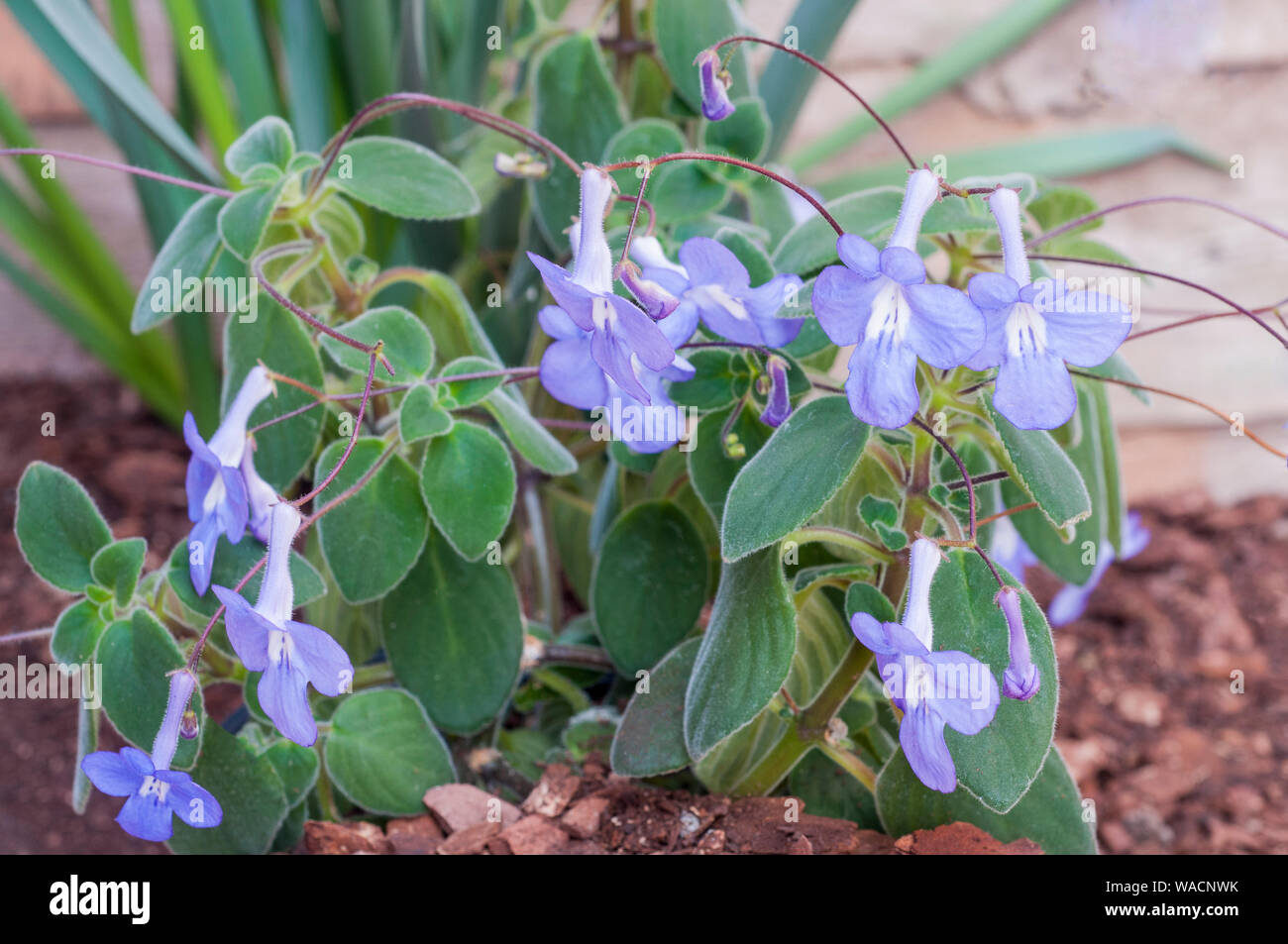 Streptocarpus saxorum Kap Prinrose mehrjährig gepflanzt im Freien an einem sonnigen Standort für Sommer Zimmerpflanze für Winter als Frost Ausschreibung Stockfoto