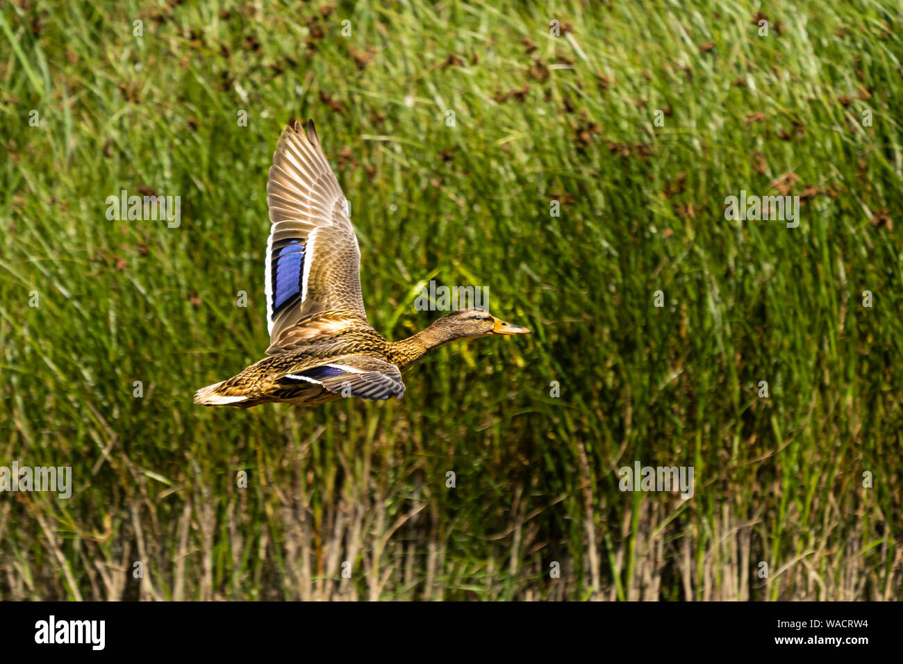 Weibliche Stockente, Anas platyrhynchos), in Delta del LLobregat Naturpark. Barcelona. Katalonien. Spanien Stockfoto