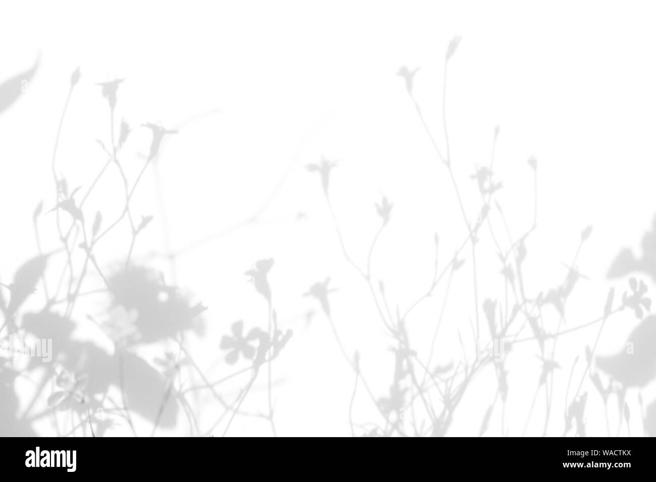 Graue Schatten der Blumen auf eine weiße Wand. Abstrakten neutralen Charakter Konzept Hintergrund. Platz für Text. Unscharfe, defokussiert. Overlay Effekt für Foto, Stockfoto