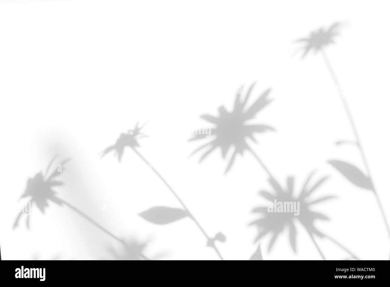 Graue Schatten der Blumen auf eine weiße Wand. Abstrakten neutralen Charakter Konzept Hintergrund. Platz für Text. Unscharfe, defokussiert. Overlay Effekt für Foto, Stockfoto