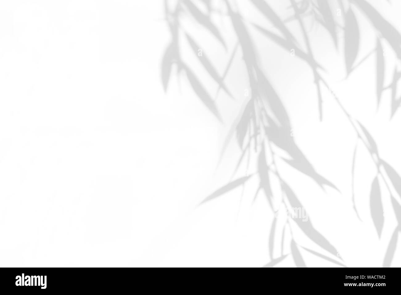 Graue Schatten der Willow Tree Blätter auf eine weiße Wand. Abstrakten neutralen Charakter Konzept verschwommenen Hintergrund. Platz für Text. Stockfoto