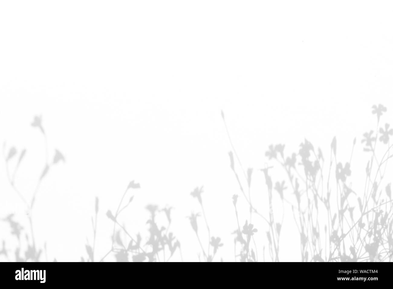Graue Schatten der zarten Blüten auf einer weißen Wand. Abstrakten neutralen Charakter Konzept Hintergrund. Platz für Text. Unscharfe, defokussiert. Overlay Wirkung f Stockfoto
