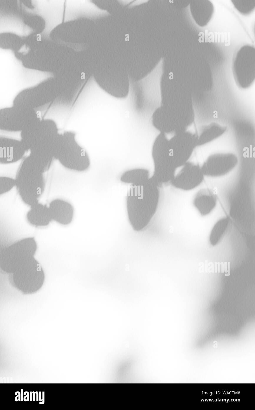 Graue Schatten der Blätter auf einer weißen Wand. Abstrakten neutralen Charakter Konzept verschwommenen Hintergrund. Platz für Text. Stockfoto