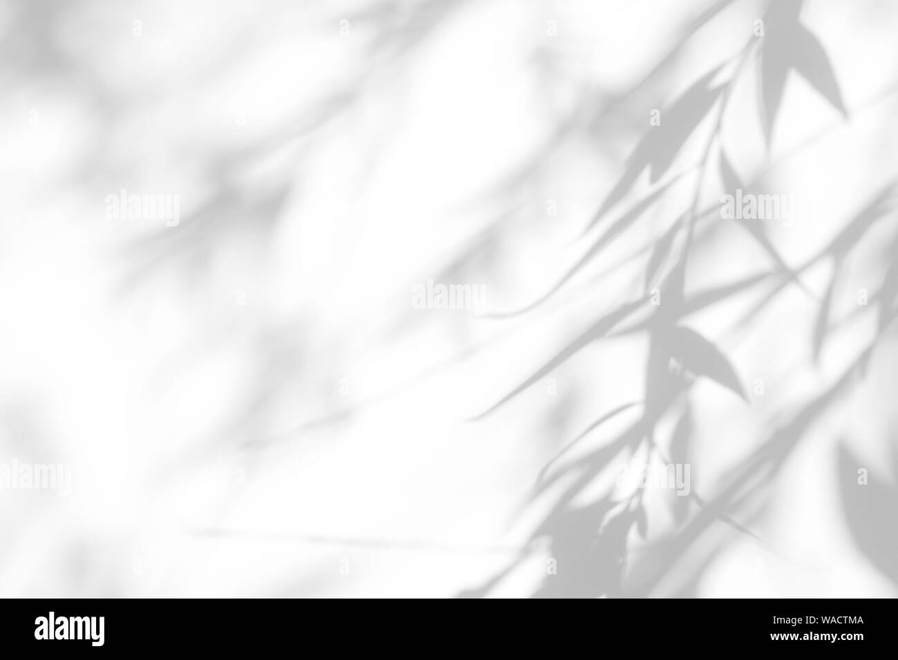 Graue Schatten der Willow Tree Blätter auf eine weiße Wand. Abstrakten neutralen Charakter Konzept verschwommenen Hintergrund. Platz für Text. Stockfoto