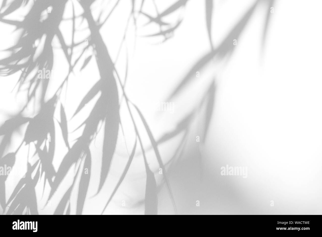 Graue Schatten der Willow Tree Blätter auf eine weiße Wand. Abstrakten neutralen Charakter Konzept verschwommenen Hintergrund. Platz für Text. Stockfoto