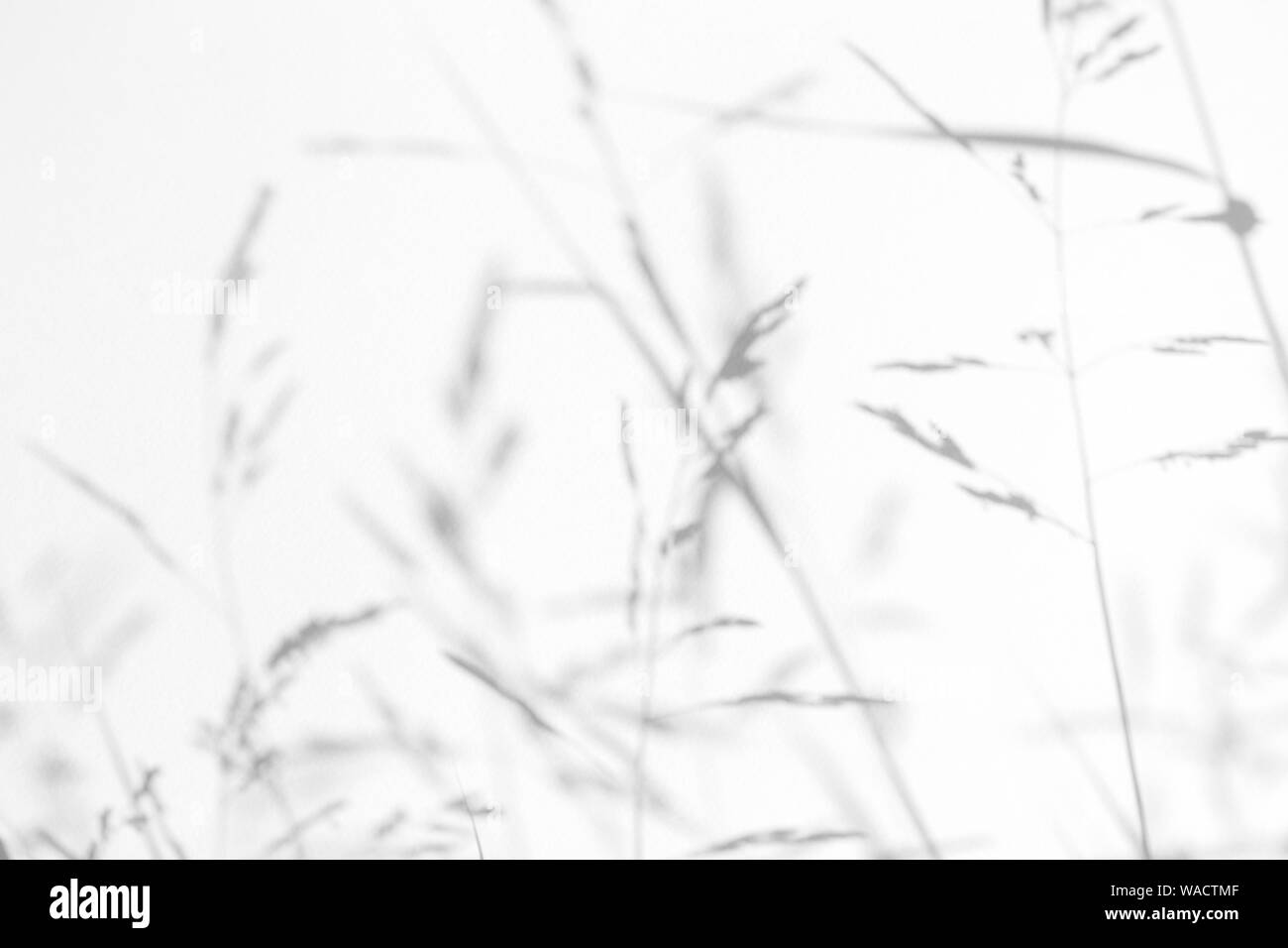 Graue Schatten der zarten Gras auf eine weiße Wand. Abstrakten neutralen Charakter Konzept Hintergrund. Platz für Text. Unscharfe, defokussiert. Overlay für Stockfoto