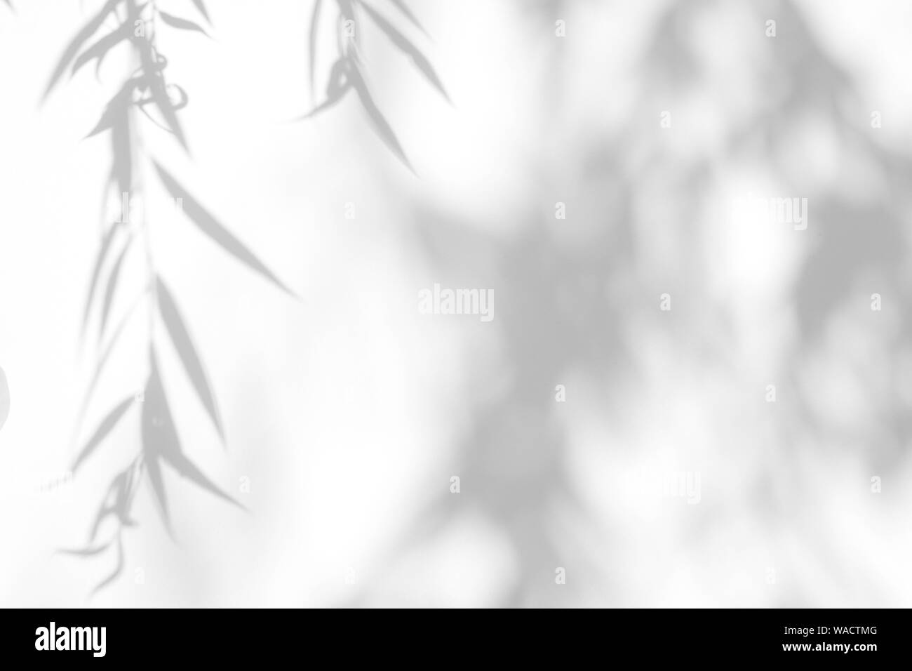 Graue Schatten der Willow Tree Blätter auf eine weiße Wand. Abstrakten neutralen Charakter Konzept verschwommenen Hintergrund. Platz für Text. Stockfoto