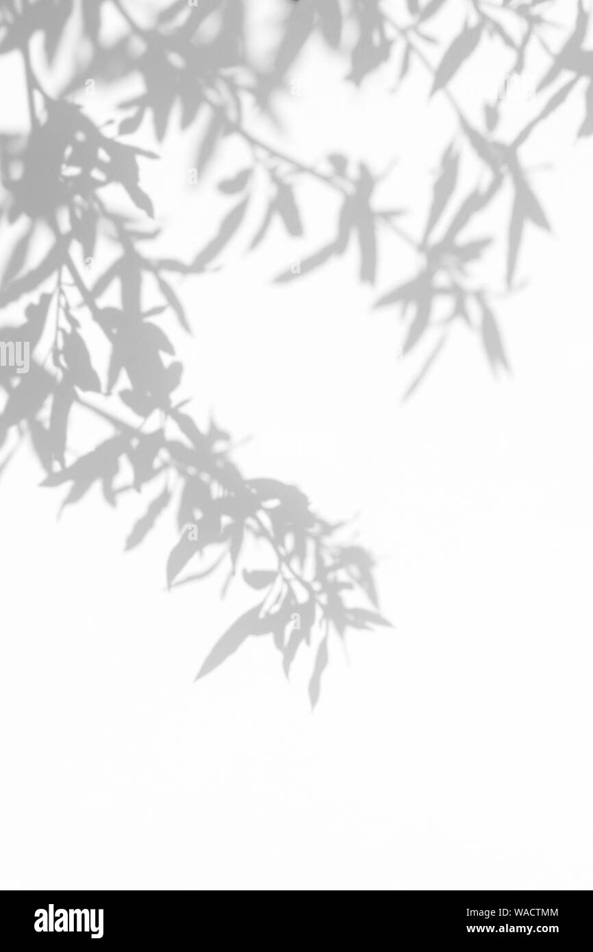 Graue Schatten der Willow Tree Blätter auf eine weiße Wand. Abstrakten neutralen Charakter Konzept verschwommenen Hintergrund. Platz für Text. Stockfoto