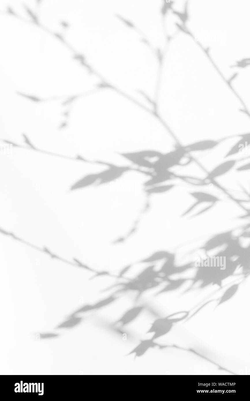 Graue Schatten der Willow Tree Blätter auf eine weiße Wand. Abstrakten neutralen Charakter Konzept verschwommenen Hintergrund. Platz für Text. Stockfoto