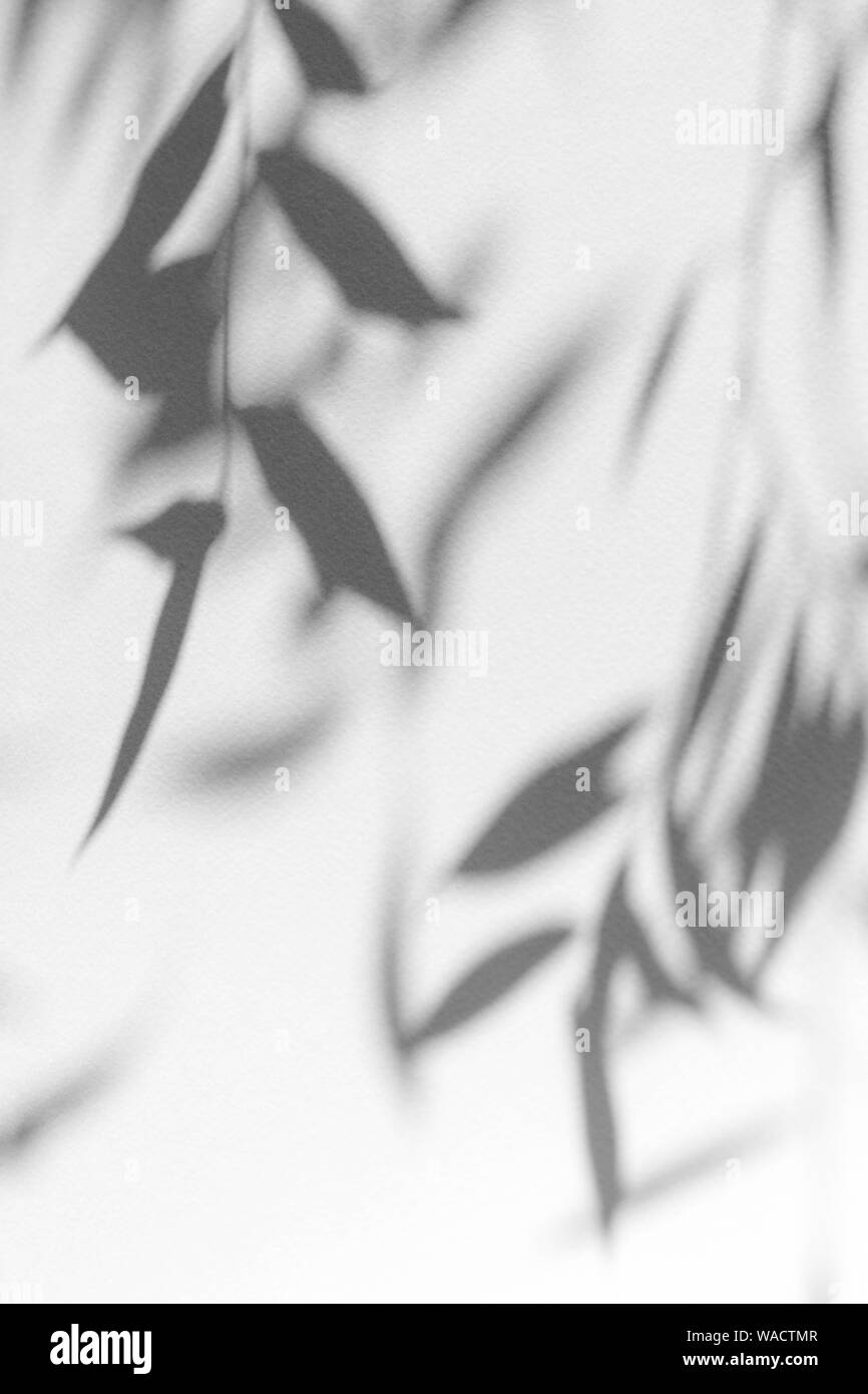 Graue Schatten der Willow Tree Blätter auf eine weiße Wand. Abstrakten neutralen Charakter Konzept verschwommenen Hintergrund. Platz für Text. Stockfoto