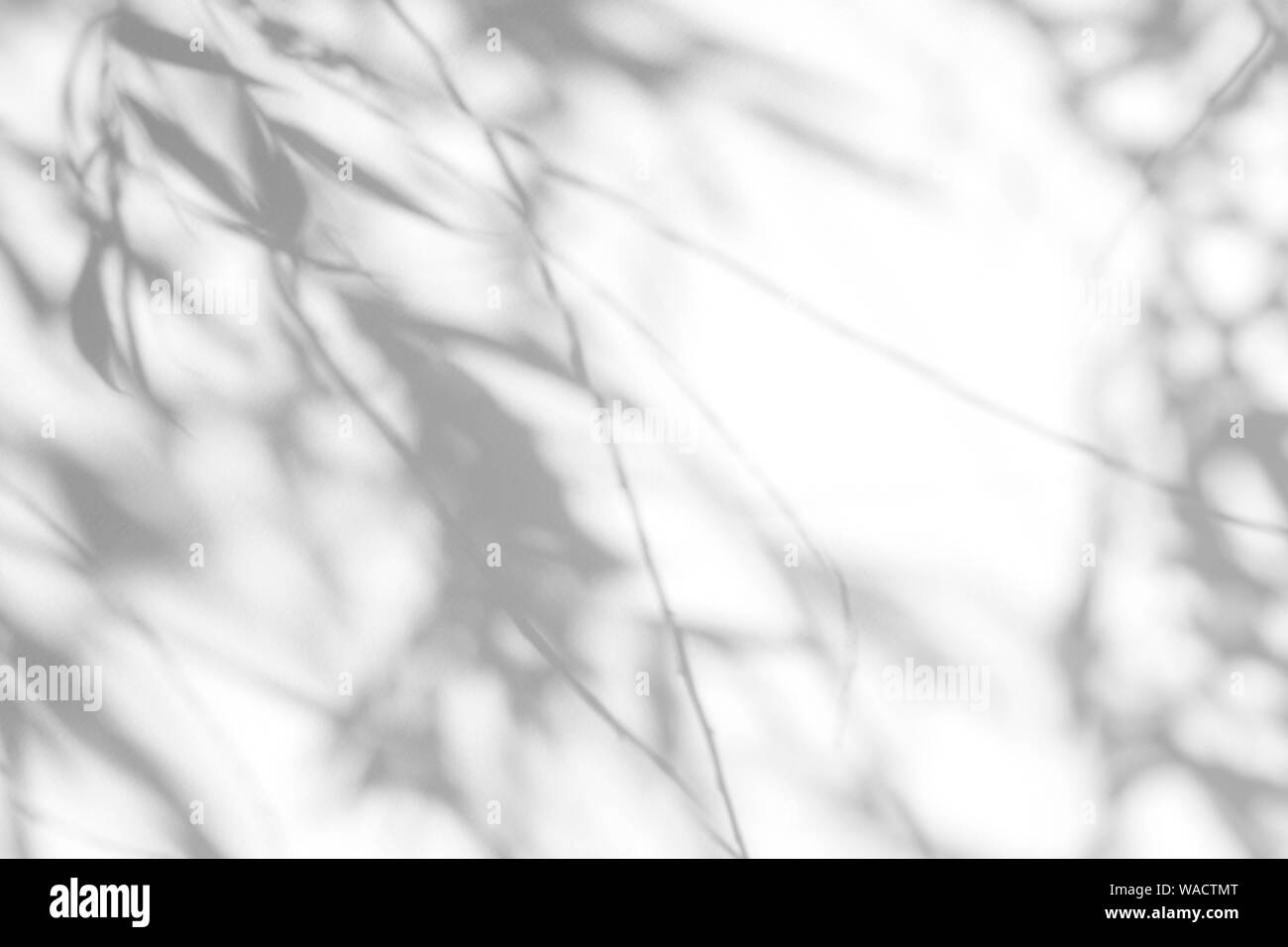 Graue Schatten der Willow Tree Blätter auf eine weiße Wand. Abstrakten neutralen Charakter Konzept verschwommenen Hintergrund. Platz für Text. Stockfoto