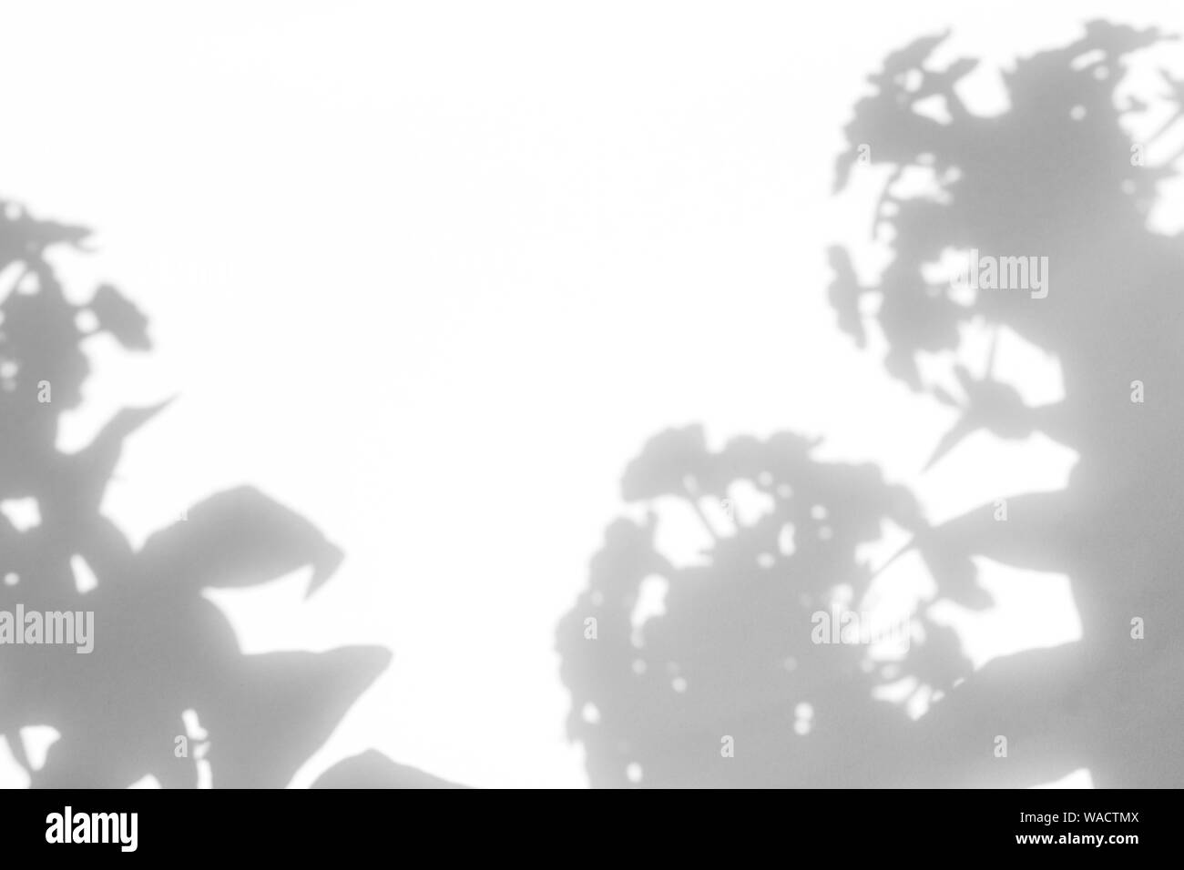 Graue Schatten der Blumen auf eine weiße Wand. Abstrakten neutralen Charakter Konzept Hintergrund. Platz für Text. Unscharfe, defokussiert. Overlay Effekt für Foto, Stockfoto