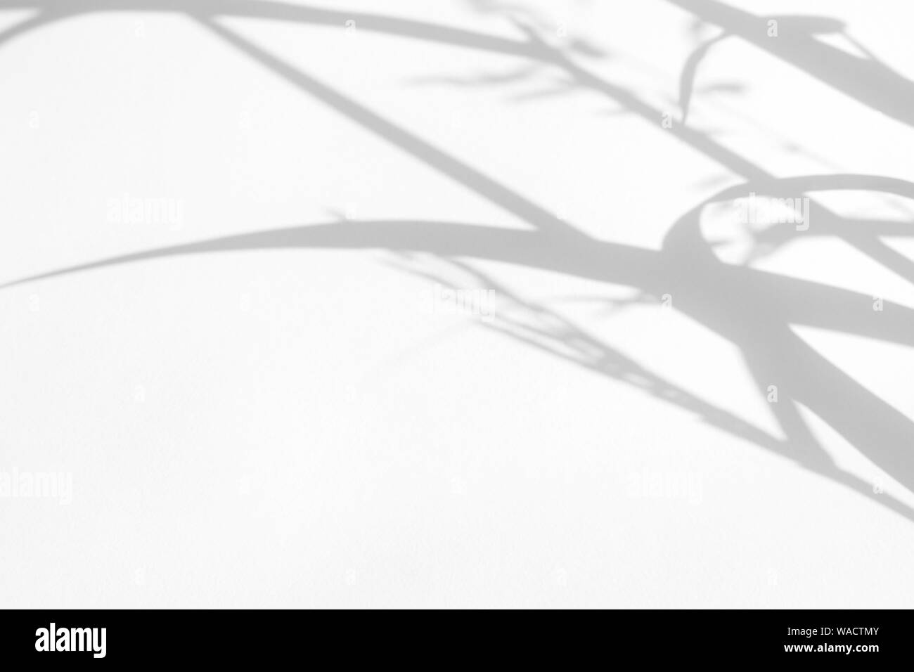Graue Schatten der zarten Gras auf eine weiße Wand. Abstrakten neutralen Charakter Konzept Hintergrund. Platz für Text. Unscharfe, defokussiert. Overlay für Stockfoto