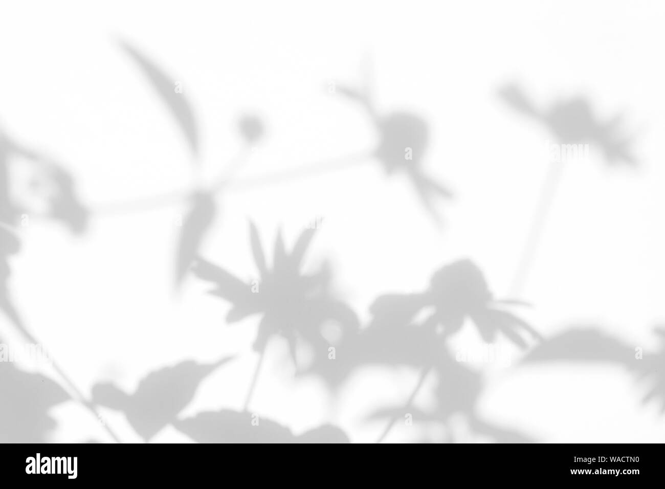 Graue Schatten der Blumen auf eine weiße Wand. Abstrakten neutralen Charakter Konzept Hintergrund. Platz für Text. Unscharfe, defokussiert. Overlay Effekt für Foto, Stockfoto