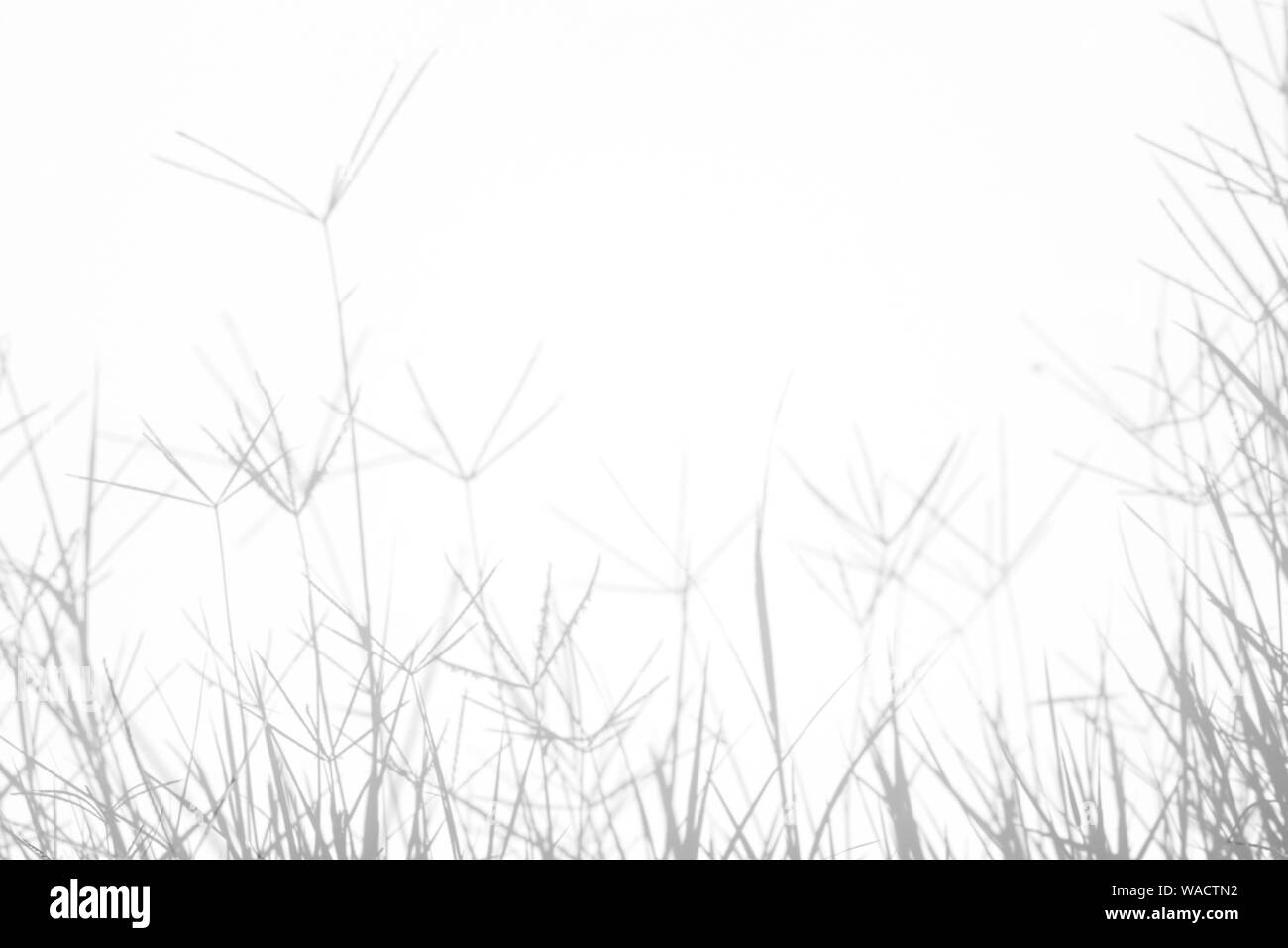 Graue Schatten der zarten Gras auf eine weiße Wand. Abstrakten neutralen Charakter Konzept Hintergrund. Platz für Text. Unscharfe, defokussiert. Overlay für Stockfoto