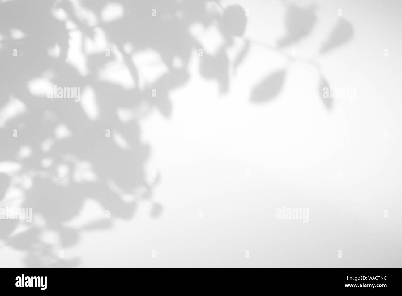 Graue Schatten der Willow Tree Blätter auf eine weiße Wand. Abstrakten neutralen Charakter Konzept verschwommenen Hintergrund. Platz für Text. Stockfoto