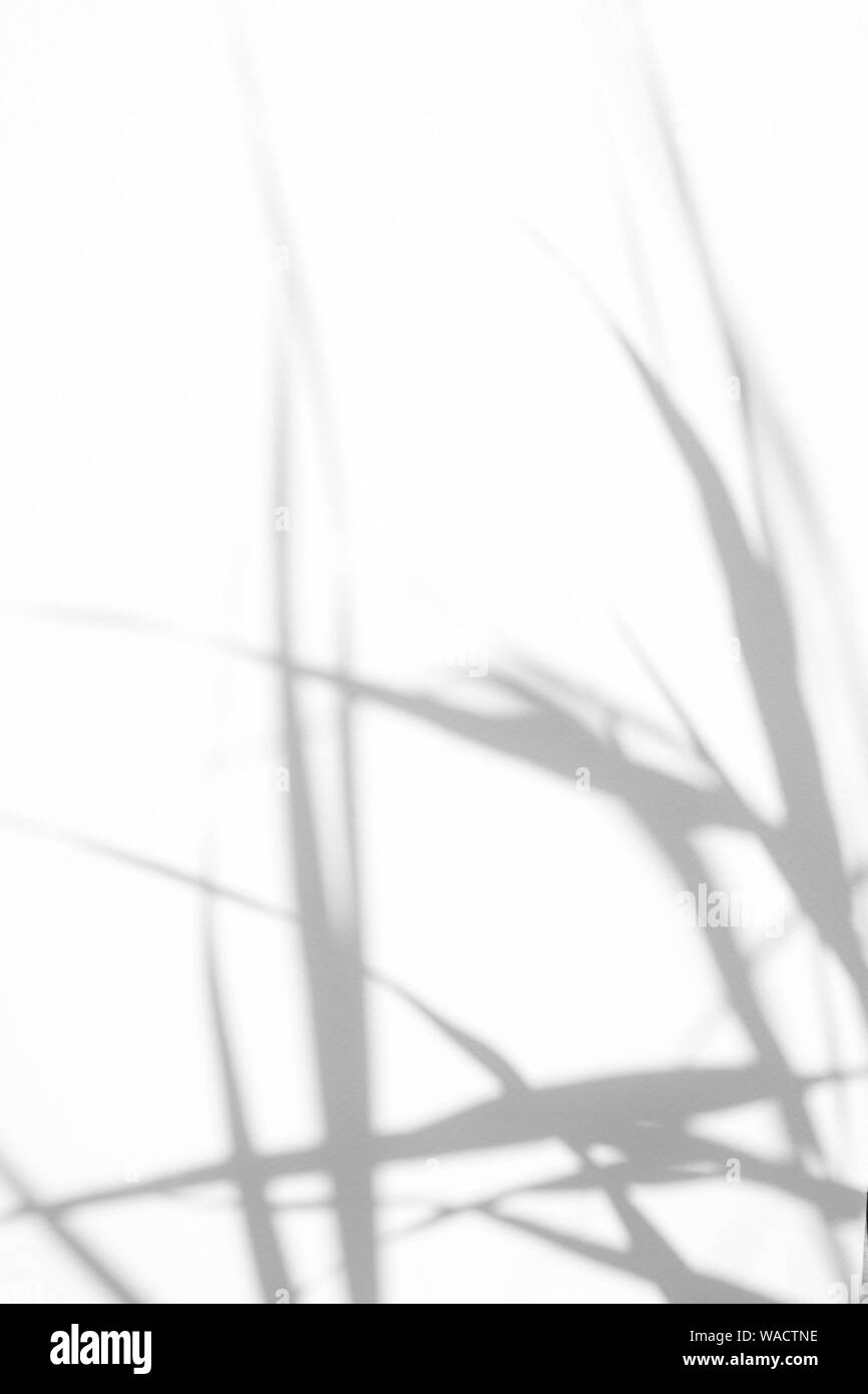 Graue Schatten der zarten Gras auf eine weiße Wand. Abstrakten neutralen Charakter Konzept Hintergrund. Platz für Text. Unscharfe, defokussiert. Overlay für Stockfoto