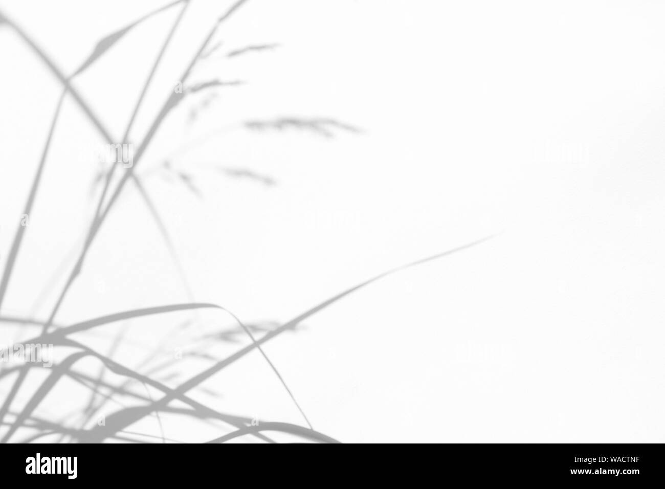 Graue Schatten der zarten Gras auf eine weiße Wand. Abstrakten neutralen Charakter Konzept Hintergrund. Platz für Text. Unscharfe, defokussiert. Overlay für Stockfoto