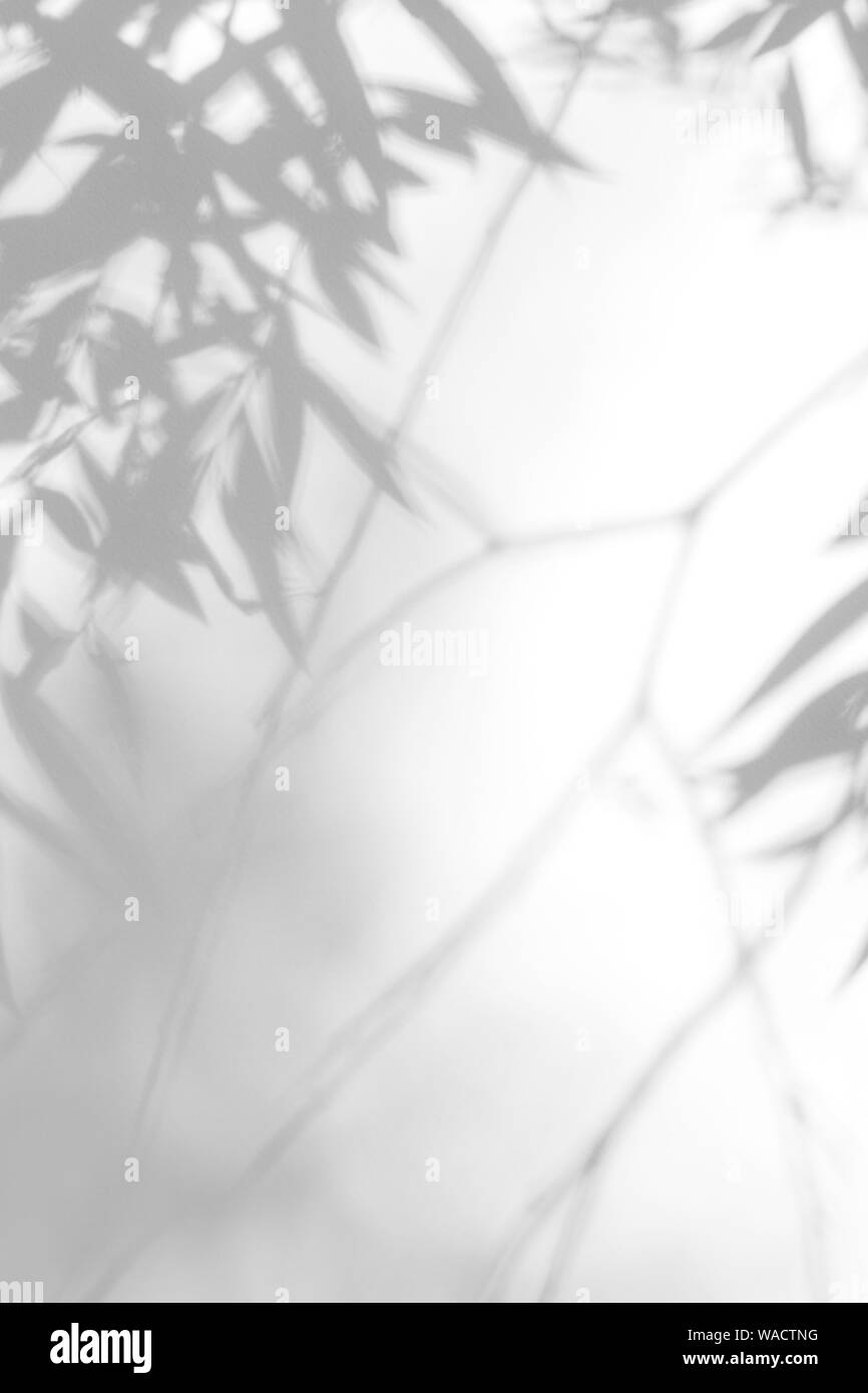 Graue Schatten der Willow Tree Blätter und Zweige auf eine weiße Wand. Abstrakten neutralen Charakter Konzept verschwommenen Hintergrund. Platz für Text. Stockfoto