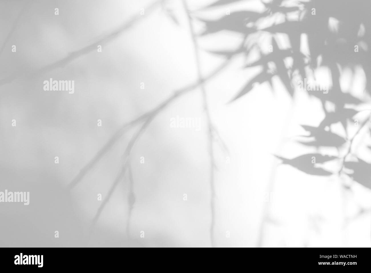 Graue Schatten der Willow Tree Blätter und Zweige auf eine weiße Wand. Abstrakten neutralen Charakter Konzept verschwommenen Hintergrund. Platz für Text. Stockfoto