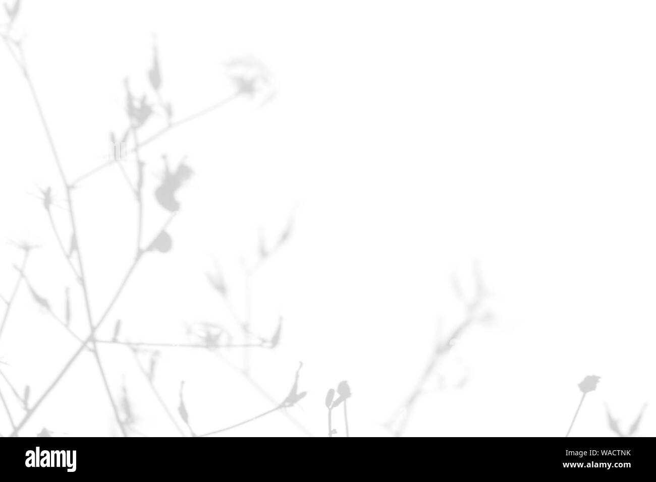 Graue Schatten der Blumen und Gras auf eine weiße Wand. Abstrakten neutralen Charakter Konzept Hintergrund. Platz für Text. Unscharfe, defokussiert. Overlay Wirkung Stockfoto