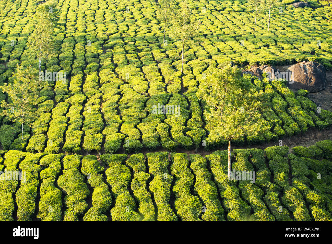 Atemberaubende Aussicht auf einen grünen Tee Plantage bei einem schönen Sonnenuntergang. Darjeeling Tee ist ein Tee in der Darjeeling Distrikt gewachsen, West Bengal, Indien. Stockfoto