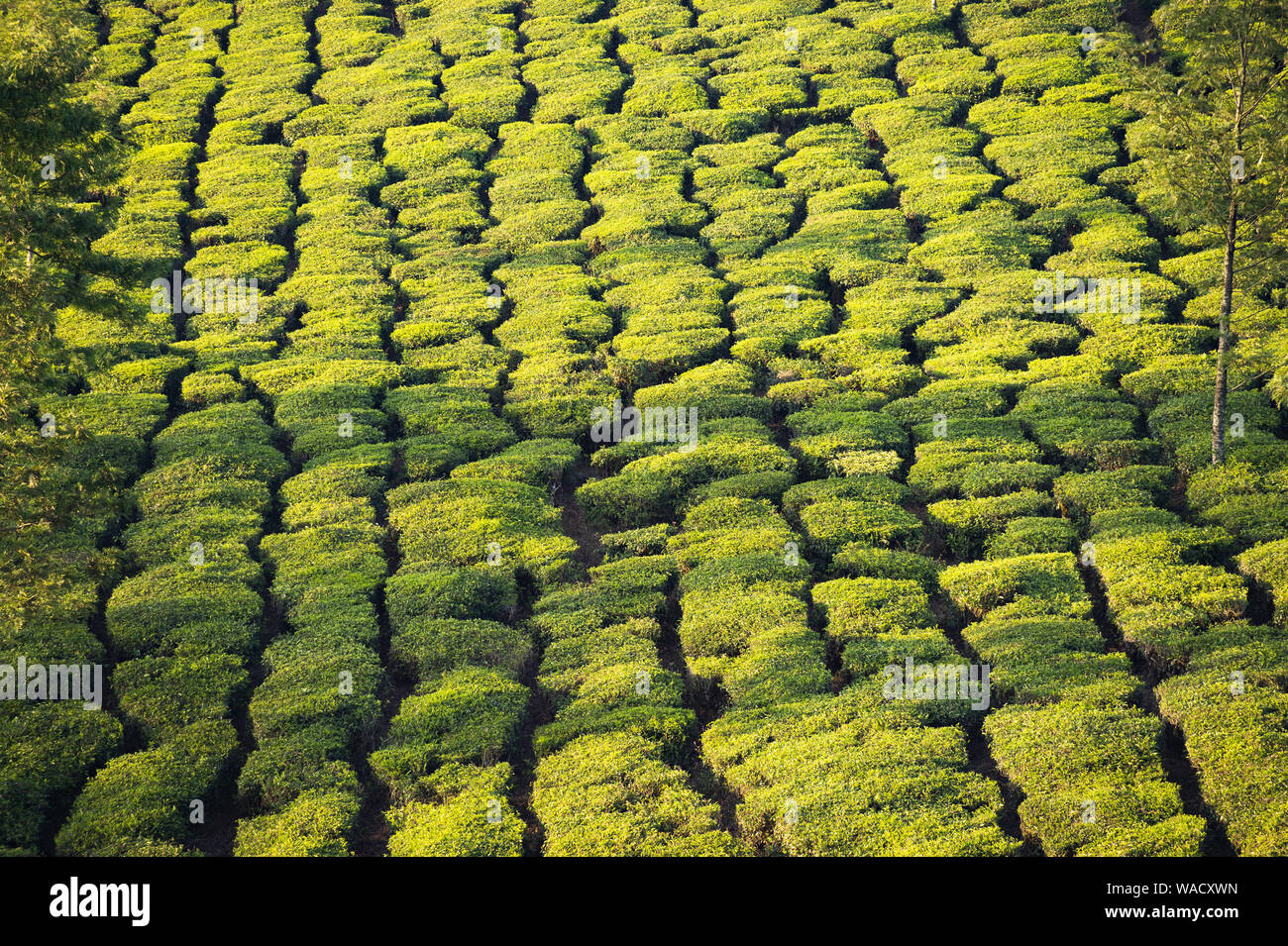 Atemberaubende Aussicht auf einen grünen Tee Plantage bei einem schönen Sonnenuntergang. Darjeeling Tee ist ein Tee in der Darjeeling Distrikt gewachsen, West Bengal, Indien. Stockfoto
