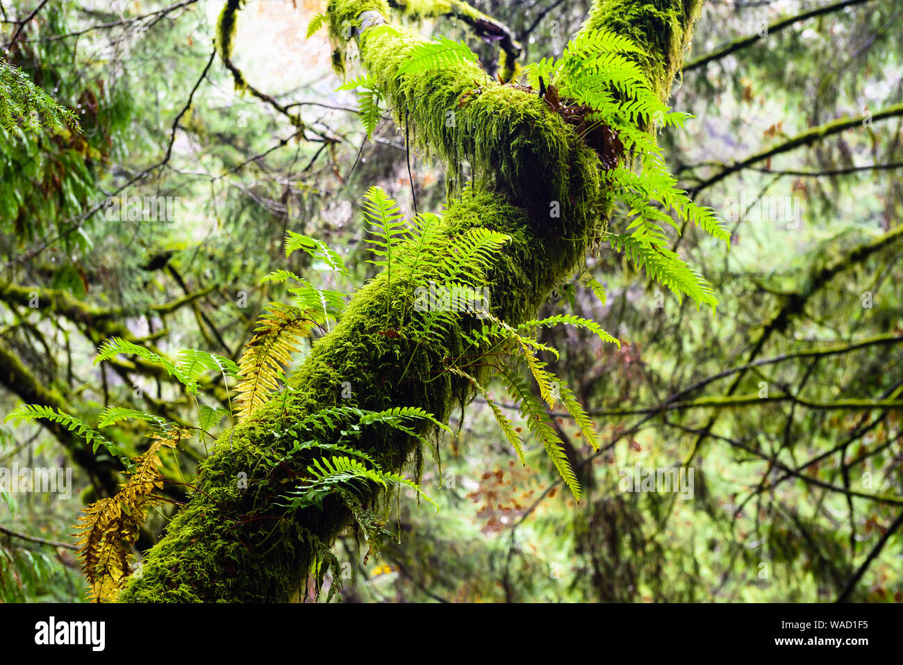 Nassen Baum überwachsen mit üppigen grünen Farne und Moose im Regenwald in British Columbia, Kanada. Stockfoto