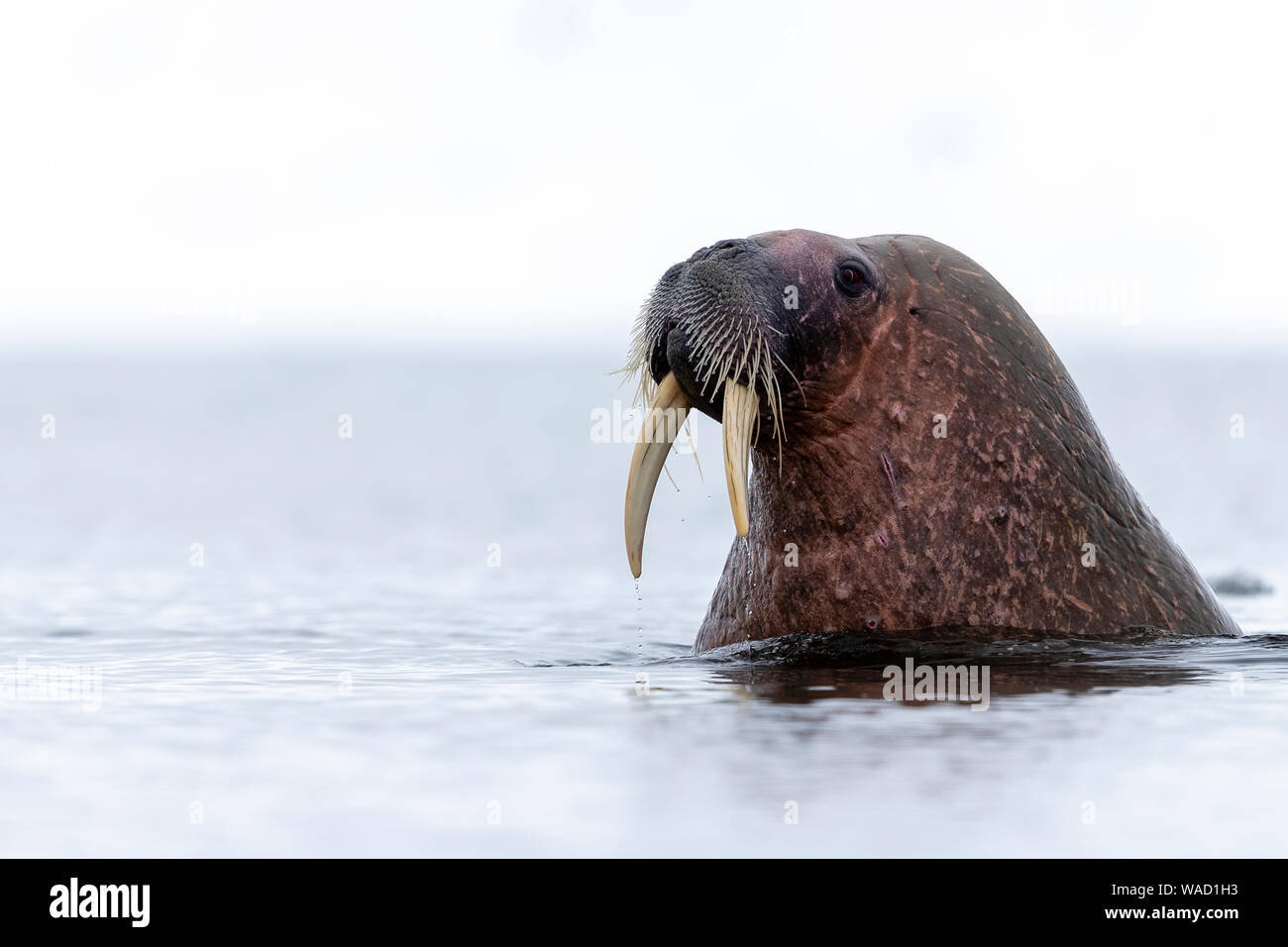 Ein walross mit schönen Stoßzähne hält seinen Kopf aus dem Wasser. Stockfoto